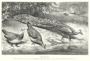 Påfågeln (gravyr) av English School