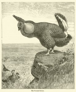 The Pinnat Grouse (gravyr) av English School