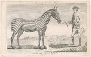 Drottningens kvinnliga zebra av English School