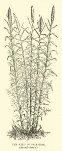 The Reed of Palestine, Arundo donax av English School