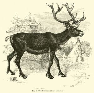 Renen, Cervus tarandus av English School