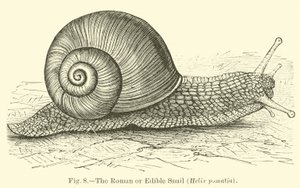 Den romerska eller ätbara snigeln (Helix pomatia) av English School