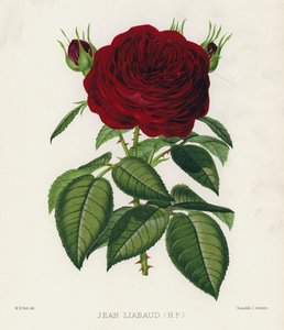 Rosenträdgården: Jean Liabaud, HP av English School
