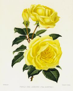 Rosenträdgården: Perle Des Jardins, tedoftande av English School