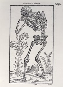 The Skelet of the Backplate från The History of Man publicerad av John Banister (1540-1610), 1578 av English School
