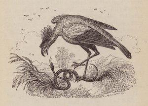 The Secretary Bird (gravyr) av English School