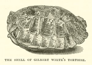 Skalet på Gilbert Whites sköldpadda (gravyr) av English School