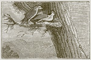 Den sjuka draken (gravyr) av English School