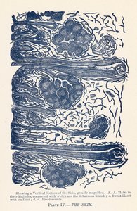 Huden (färg litho) av English School