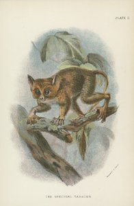 Den spektrala Tarsier av English School