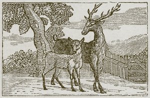 Hjorten och rådjuret (gravyr) av English School