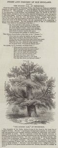 Sydney Oak, vid Penshurst (gravyr) av English School