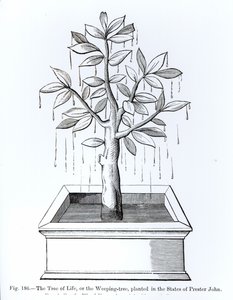 Livets träd, eller det gråtande trädet, planterat i Prester Johns stater, illustration från vetenskap och litteratur under medeltiden och renässansen, skriven och graverad av Paul Lacroix, 187 av English School