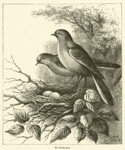 Turturduvan (gravyr) av English School