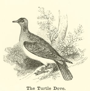 Turturduvan av English School