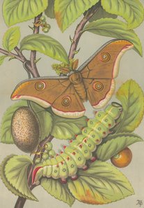 Tussarsilkesmasken i Indien (färg litho) av English School