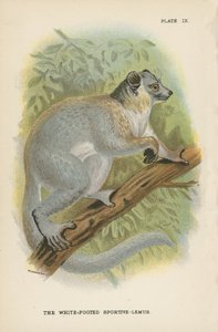 Vitfotad Sportive-Lemur av English School