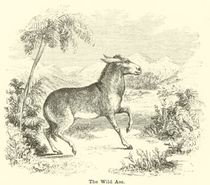 The Wild Ass av English School