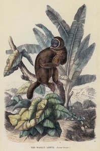 The Woolly Lemur, Lemur laniger (färgad gravyr) av English School