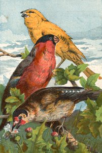 O le Canary Samasama, Bullfinch Pu