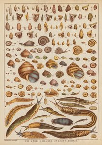 Storbritanniens landmollusker (gravyr i färg) av English School