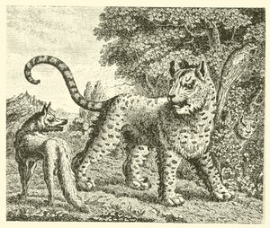 Leoparden och räven (gravyr) av English School