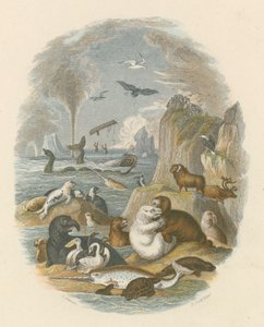 Den naturliga världen (färgad gravyr) av English School
