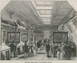 Det nya korallrummet på British Museum av English School