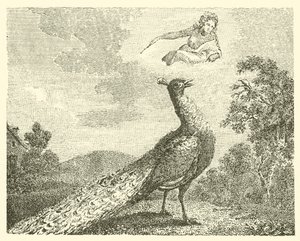 Die Beschwerde des Pfaus