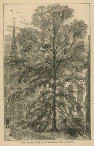 Platan i Stationers Hall Court av English School