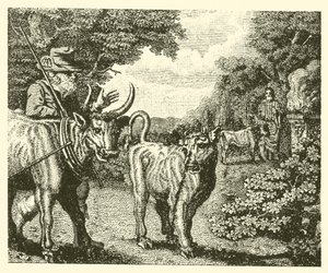 Den vildsinta kalven (gravyr) av English School