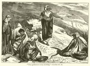 "De samlade det varje morgon", 2 Mosebok, xvi, 21 (gravyr) av English School