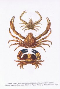 Three crabs, Nature in Britain publicerad av Collins av English School