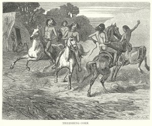 Dreschen von Mais (Gravur) von English School