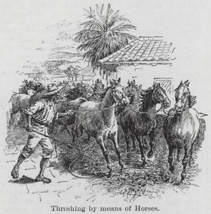 Tröskning med hjälp av hästar (gravyr) av English School