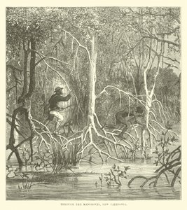 Genom mangrove, Nya Kaledonien av English School