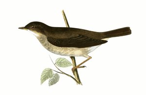 Thrush Nightingale, kielelezo kutoka 