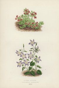 Thymus azureus; Campanula garganica (färglitografi) av English School