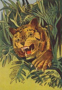 Tiger, Indien (färglitografi) av English School