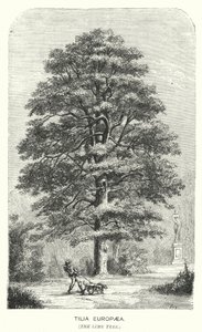 Tilia Europaea, Linden (gravyr) av English School