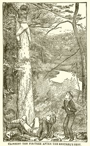 Tom Browns skoldagar