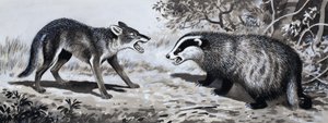 Tooth and Claw: Animals in Combat av English School