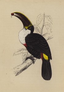 Tukan (lito i färg) av English School