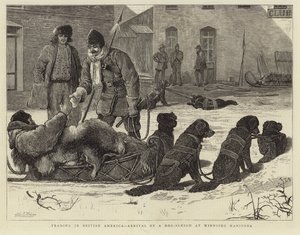 Handel i Brittisk Amerika - Ankomst av en hundsläde till Winnipeg Manitoba av English School