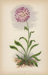 Trichinium Manglesii (färg litho) av English School