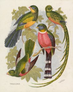Trocons (färg litho) av English School