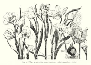 Tulpaner; samma röda blomma; gul; djupröd; vit (gravyr) av English School