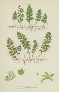 Tunbridge Filmy-Fern, Wilsons Filmy-Fern (färg litho) av English School