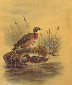 Two Ducks by a Reeded Bank, c.1890 (wc på papper) av English School