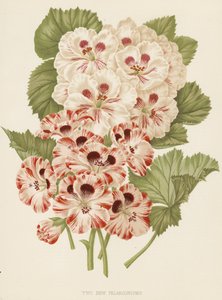 Två nya pelargonier (färglitografi) av English School